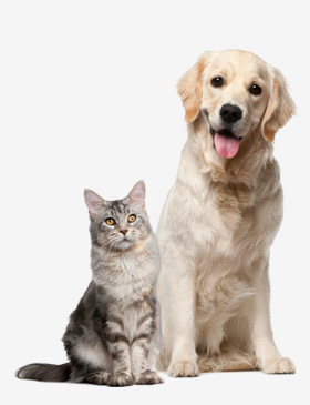 Pet