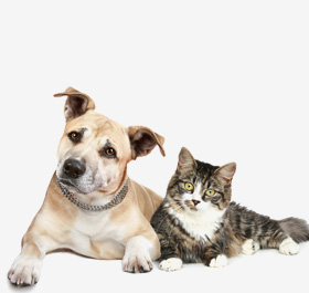 Pet
