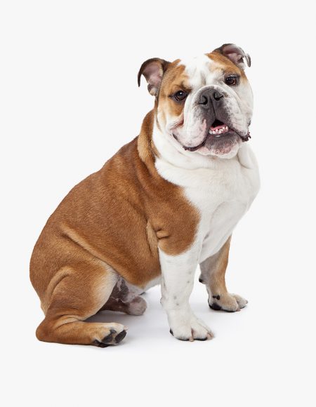animal